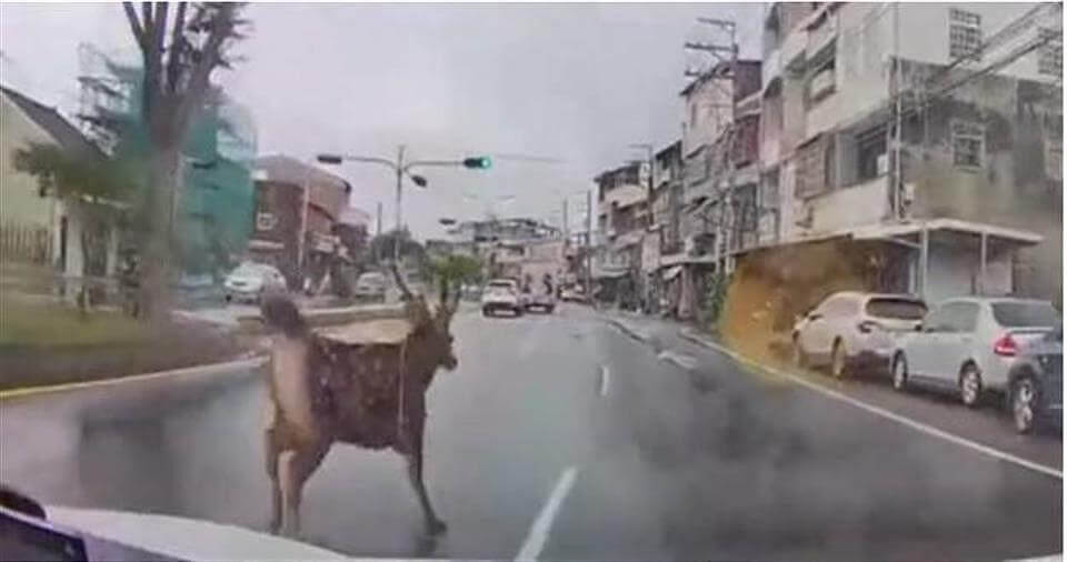小心水鹿出沒道路亂竄 彰化豎立告示牌提醒