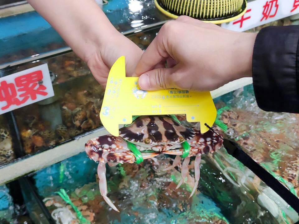 蟳蟹繁殖期正式展開 新北禁捕抱卵母蟹