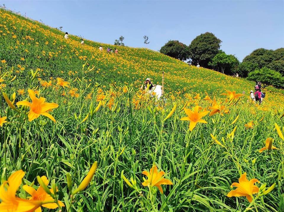 彰化賞花旅遊新攻略 蒐羅秘境帶你趴趴走