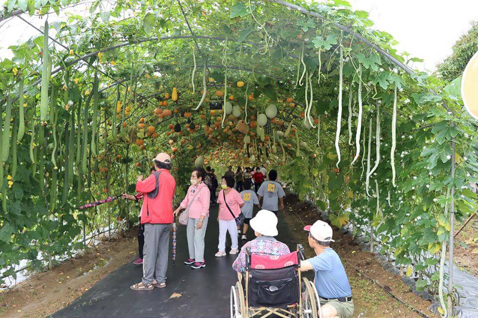 2023苗栗造橋南瓜季開鑼 南瓜隧道IG打卡當網紅