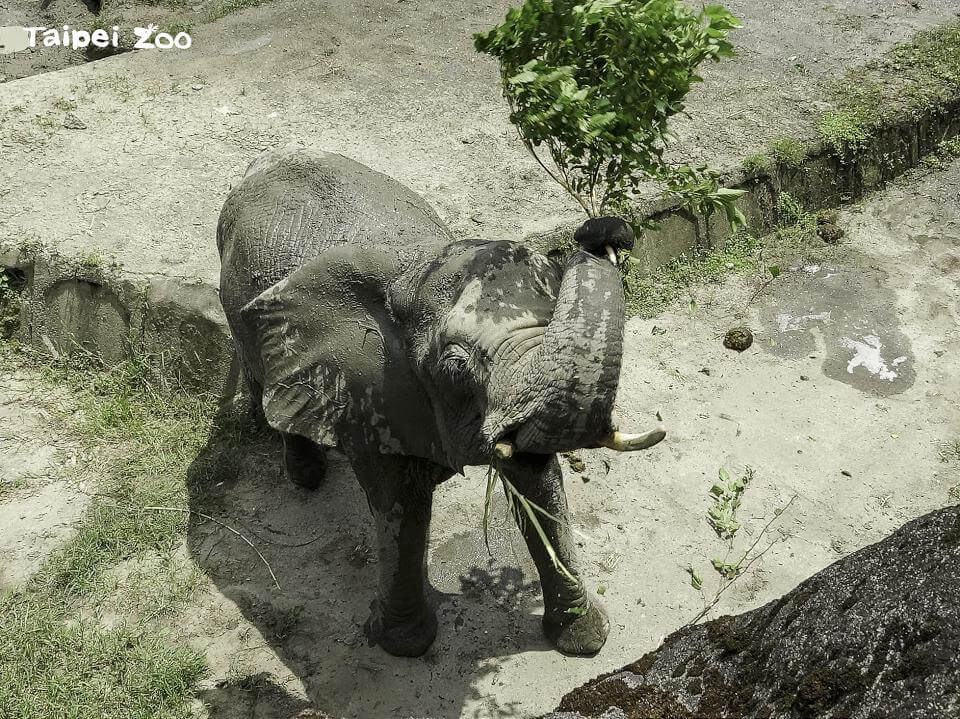 北市動物園將休園10天 612總體修繕強化品質