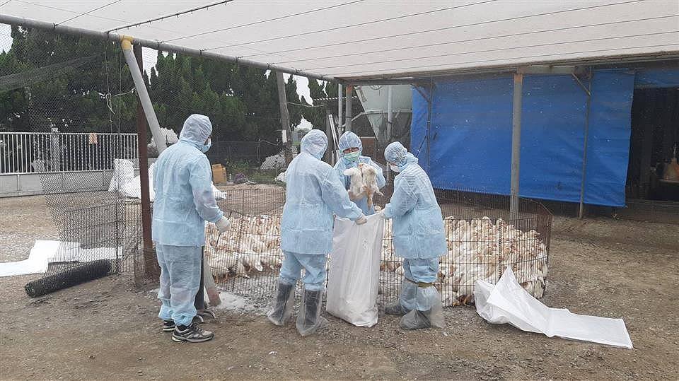 彰化竹塘肉鴨確診H5N1禽流感 動物防疫所撲殺880隻
