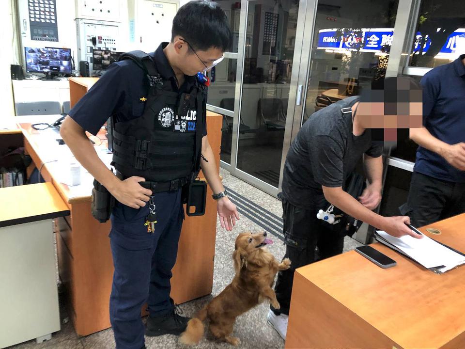 短腿汪星人深夜馬路亂竄 原來是翹家迷路心慌