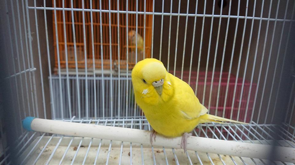 無家寵物鳥需要新主人 動保處環購中心送鳥活動