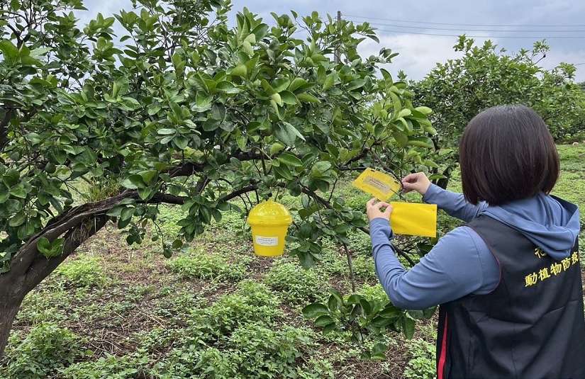 小黃薊馬數量攀升 危害不可輕忽 花蓮縣政府籲文旦柚農加強防治