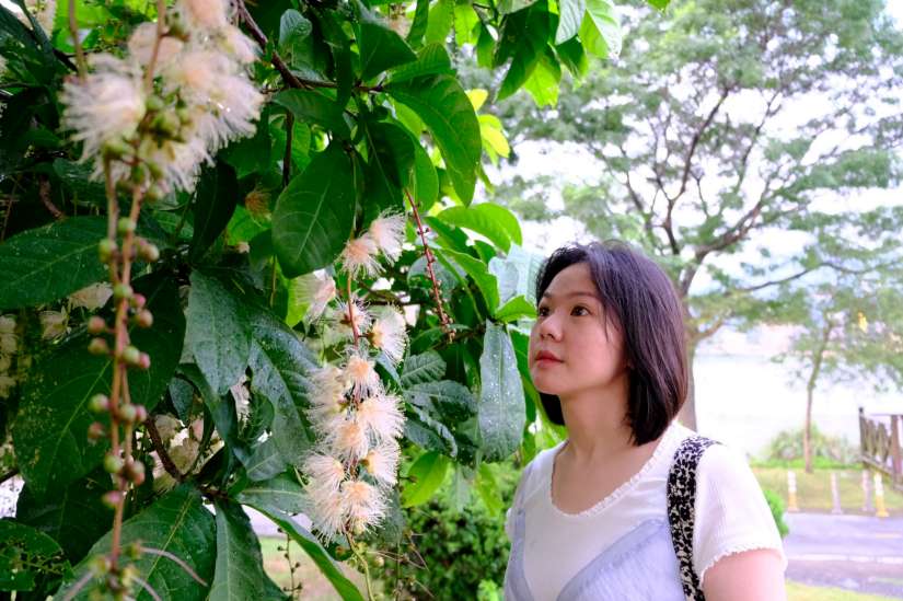 夏夜煙花恣意盛放 八里龍米公園共賞穗花棋盤腳