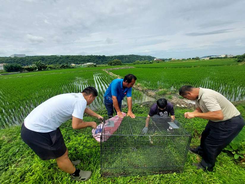 野豬出沒危害芋田農作 中市府、農友及野保學會三方協力共同誘捕