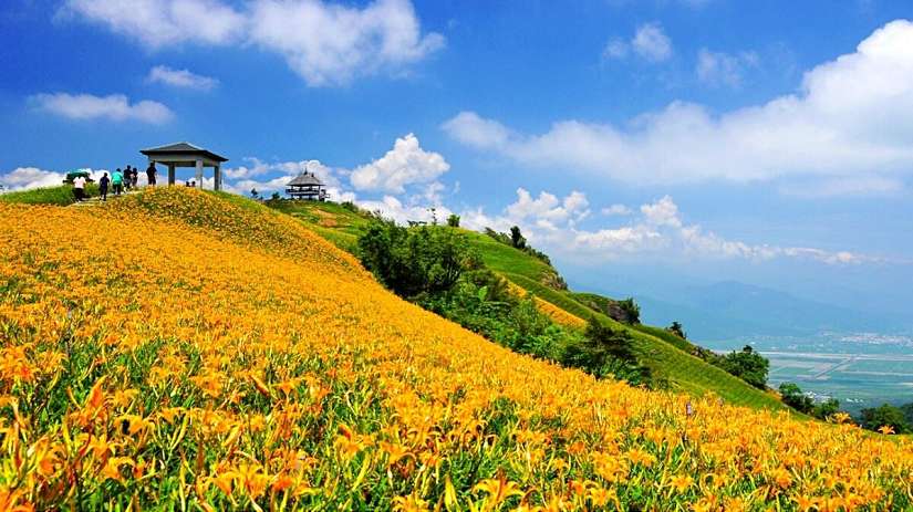 花蓮金針花季盛大登場 絢麗花海 賞心悅目 身心靈療癒 最佳選擇