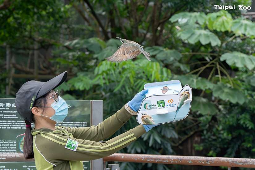 栗喉蜂虎「菜鳥」穿山甲館報到 動物園團隊孵育技術再上層樓