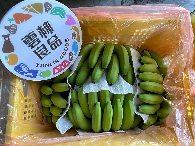 金蕉傲! 睽違十年雲林烏龍蕉首敲響韓國通路